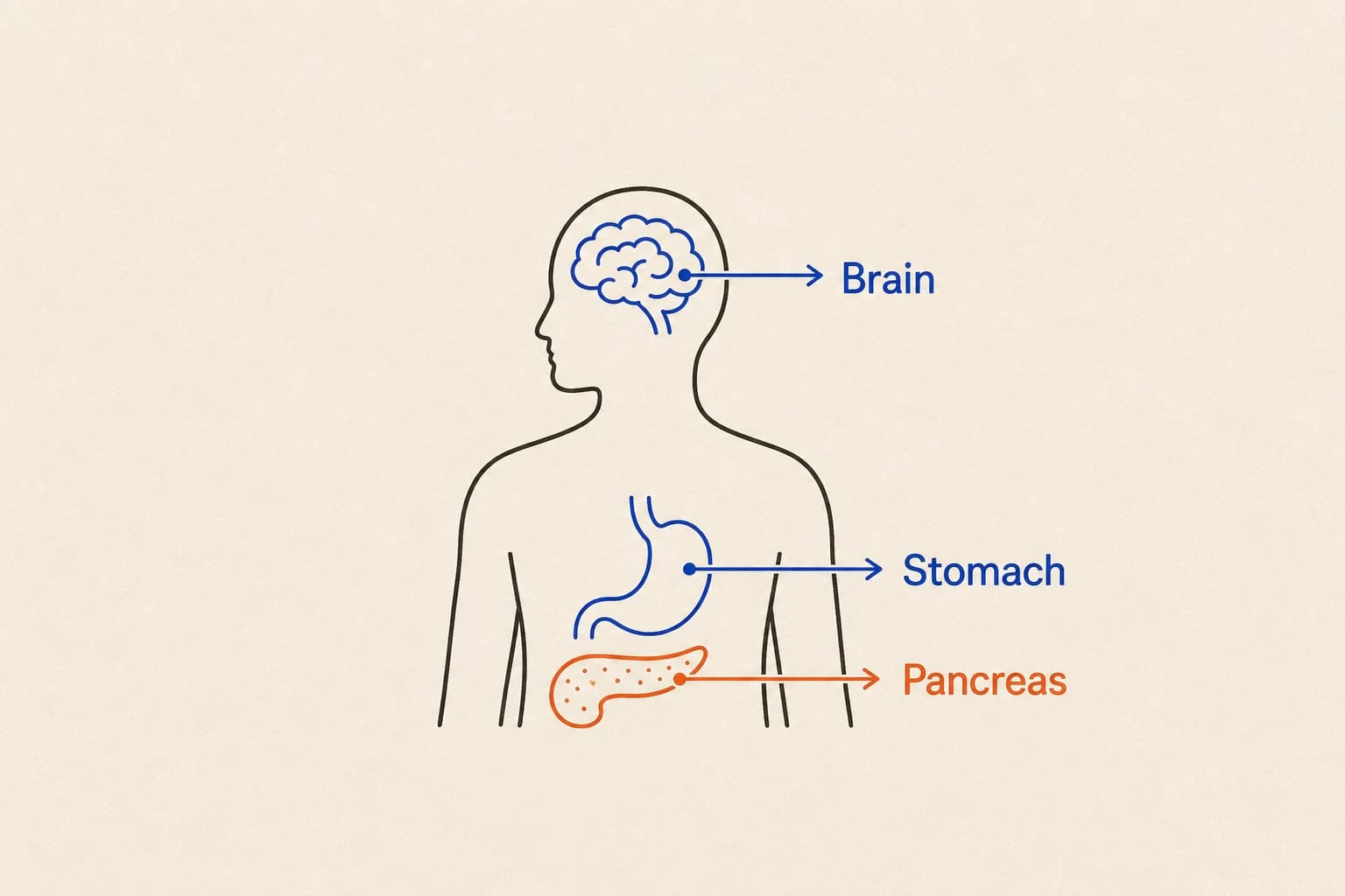 An editorial diagram labeling the brain, stomach, and pancreas